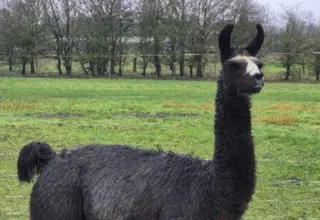 Uni of Reading welcomes five new llamas to nanobody research herd